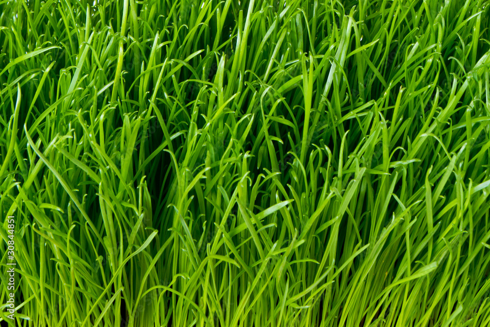 green grass green grass