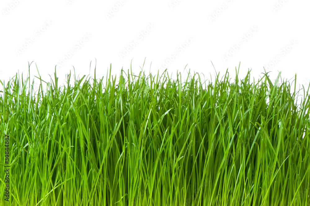 green grass green grass