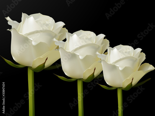White roses