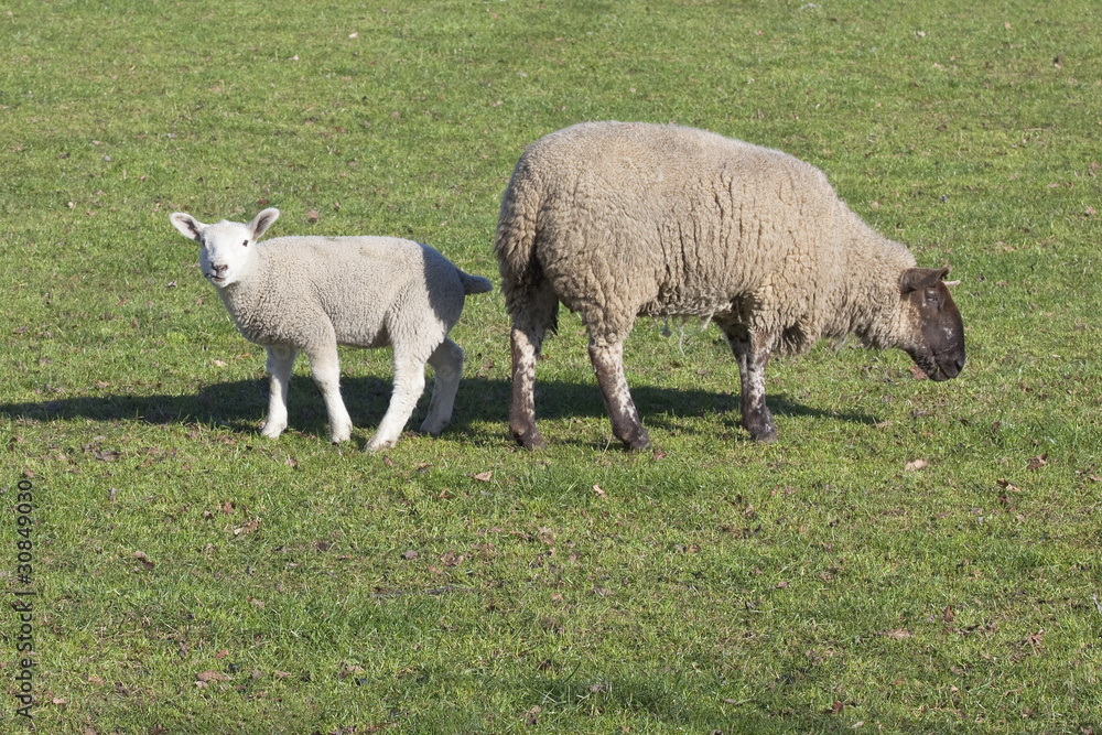 Fototapeta premium ewe and lamb