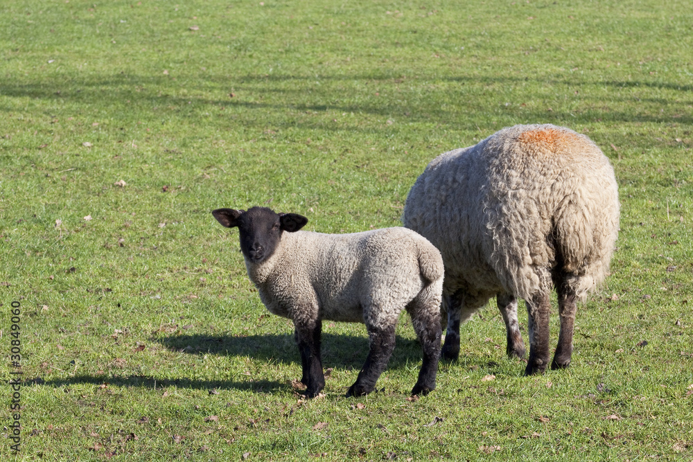 Fototapeta premium ewe and lamb 2