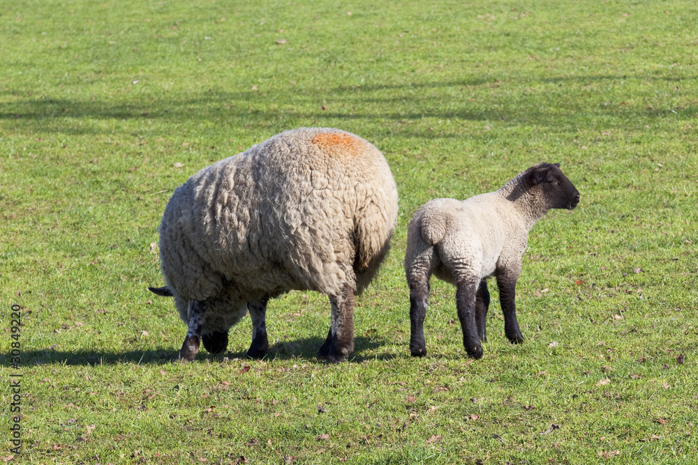 ewe and lamb 3 ewe and lamb 3