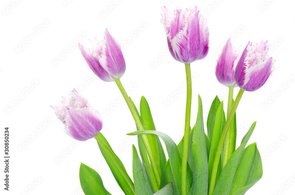pink tulips pink tulips