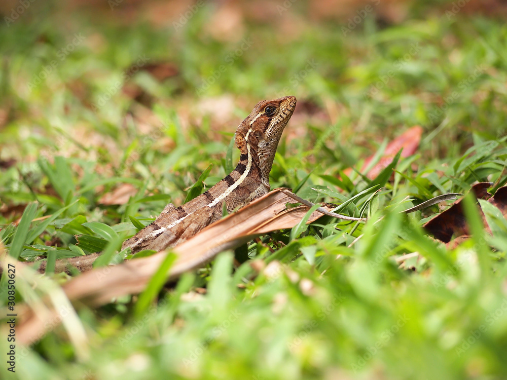 Female Common Basilisk lizard also known as Jesus Christ Lizardo, Panama, Central America Female Common Basilisk lizard also known as Jesus Christ Lizardo, Panama, Central America