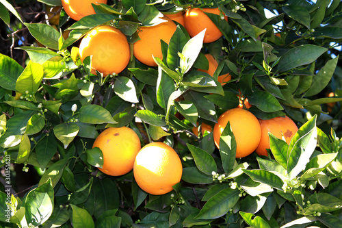 fresh oranges