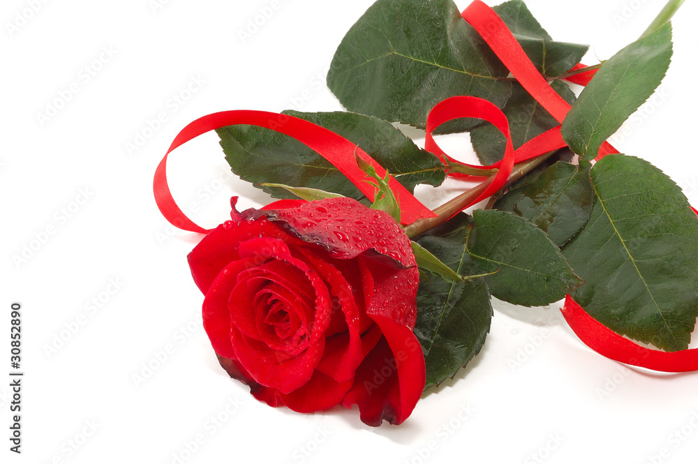red roses and flight Stock Photo | Adobe Stock