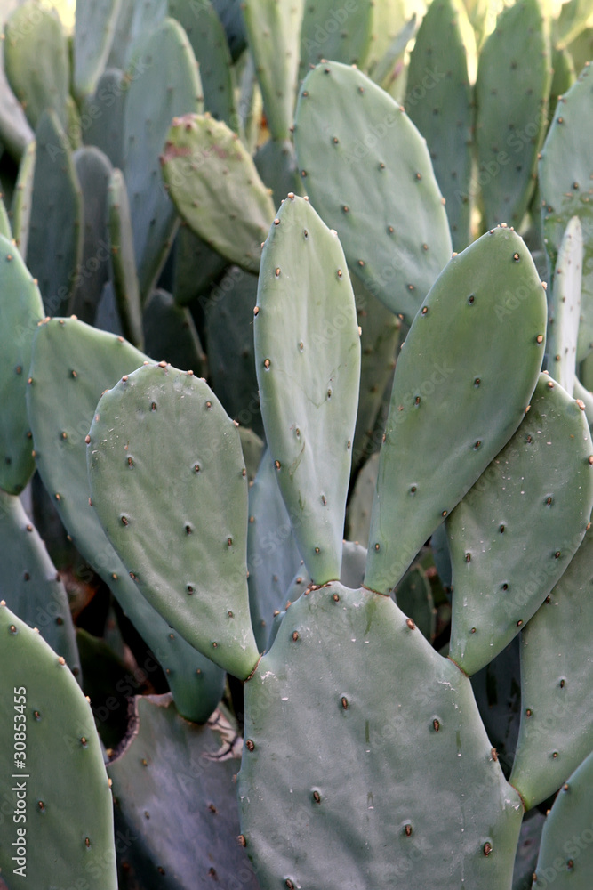 Cacti Cacti