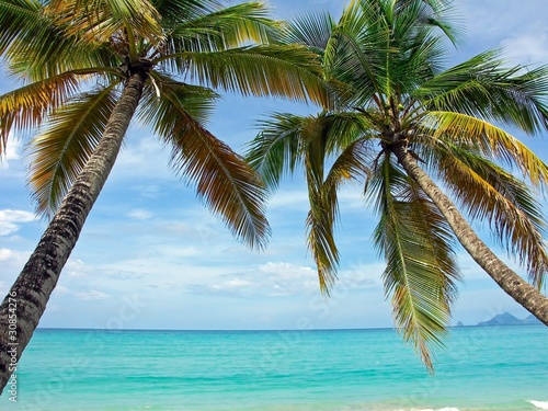 Martinique - Sainte-Anne   Cocotiers de la plage des Salines