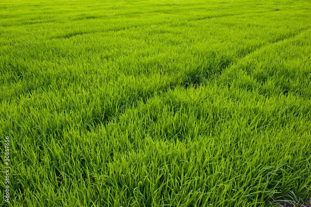 spring green grass spring green grass