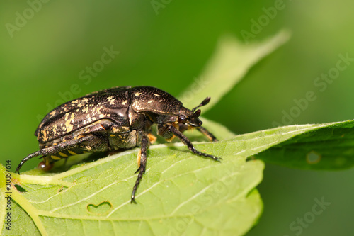 chafer © zhang yongxin