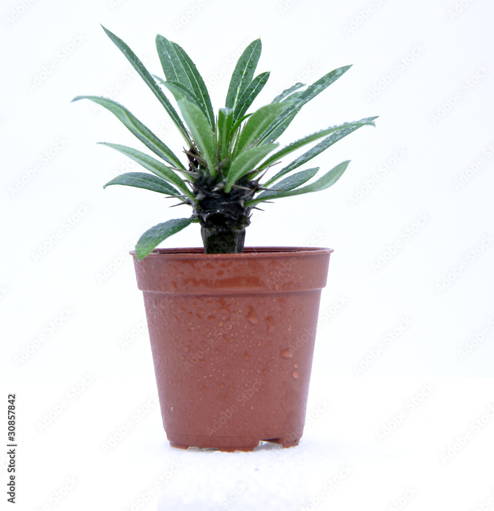 Potted cactus isolated over white background Potted cactus isolated over white background