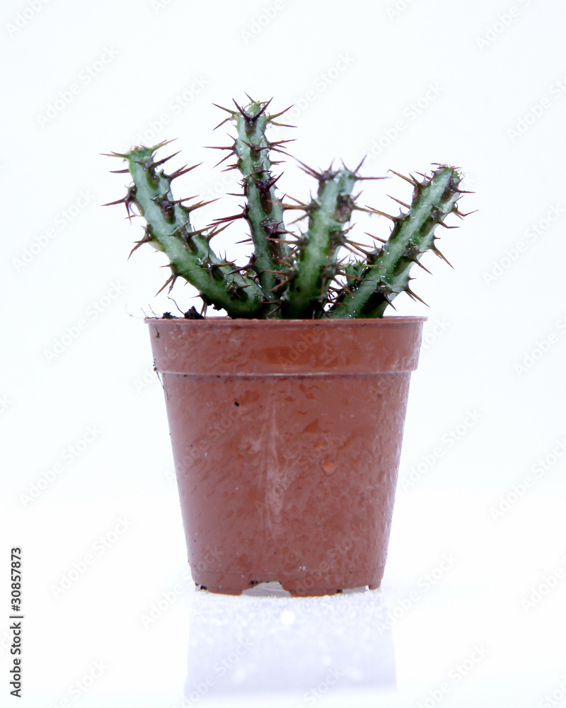 Potted cactus isolated over white background Potted cactus isolated over white background