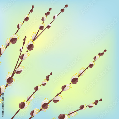 Pussy willow branches on light blue background