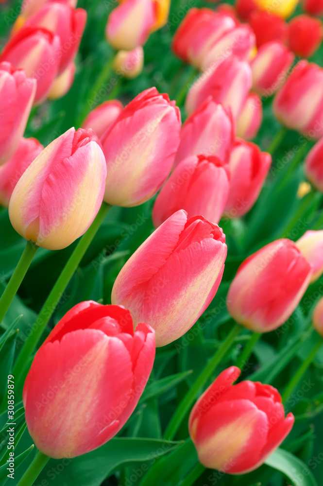 Obraz premium Pink tulips