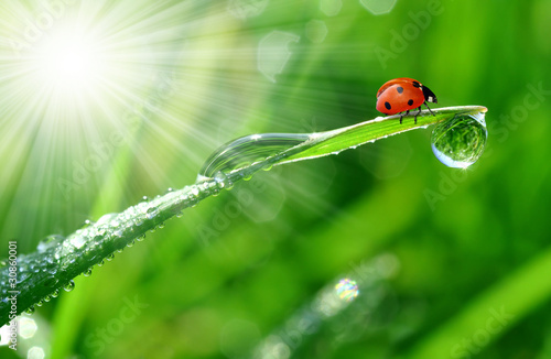 Fototapeta fresh morning dew and ladybird