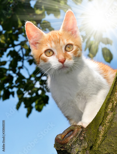 cat in a tree