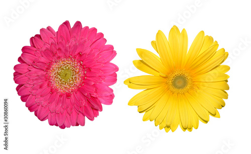 colored gerbera isolated on white background