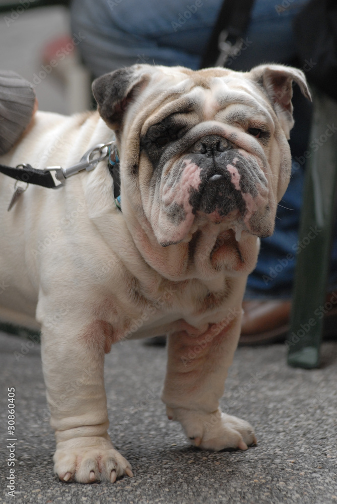 Fototapeta premium BULLDOG