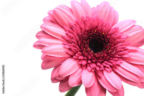 Gerbera blossom