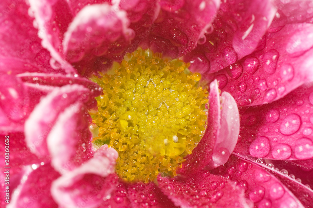 Chrysanthemum flower close up Chrysanthemum flower close up