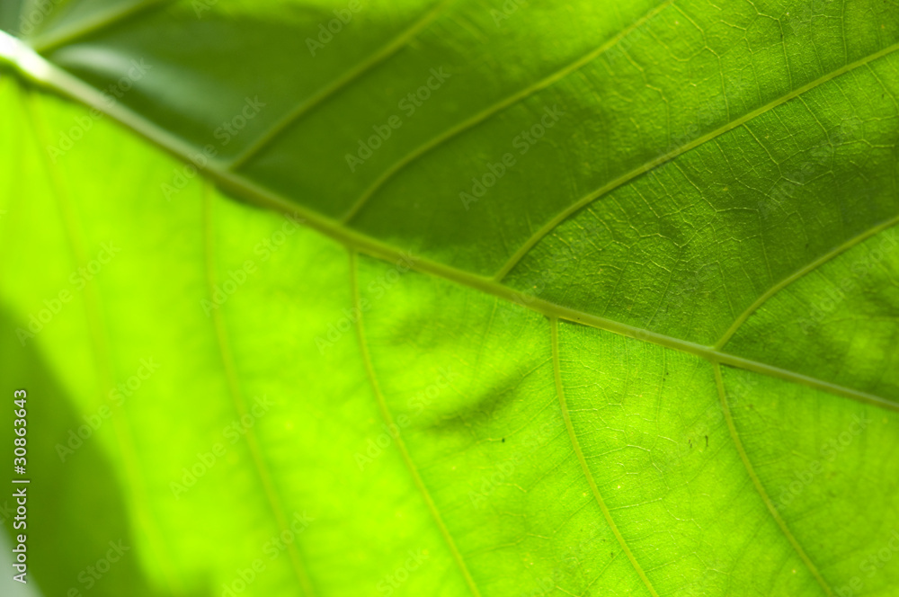 Macro Green Leaf Macro Green Leaf