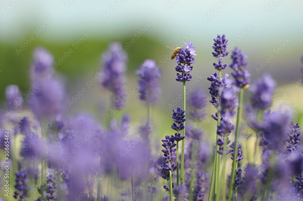 Obraz premium 富良野のラベンダー