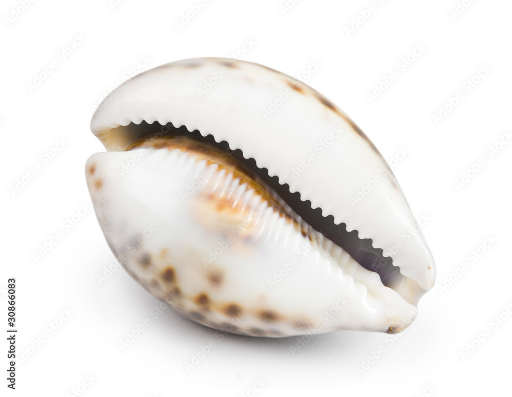 seashell isolated on white background