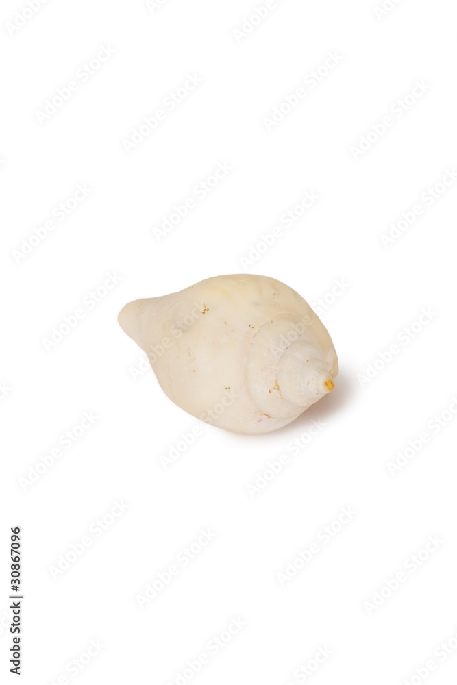 Fototapeta premium Seashell