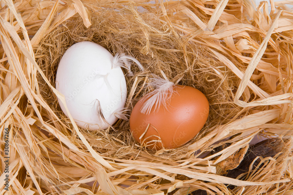egg in nest egg in nest