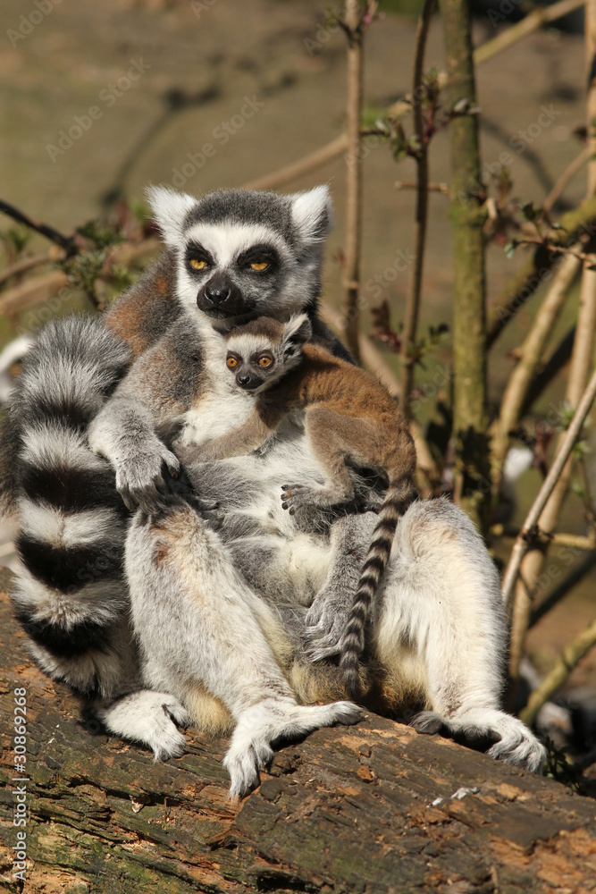 Fototapeta premium Ring-tailed lemur with baby
