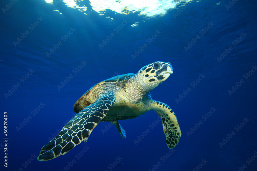 Fototapeta premium Hawksbill Sea Turtle on blue background