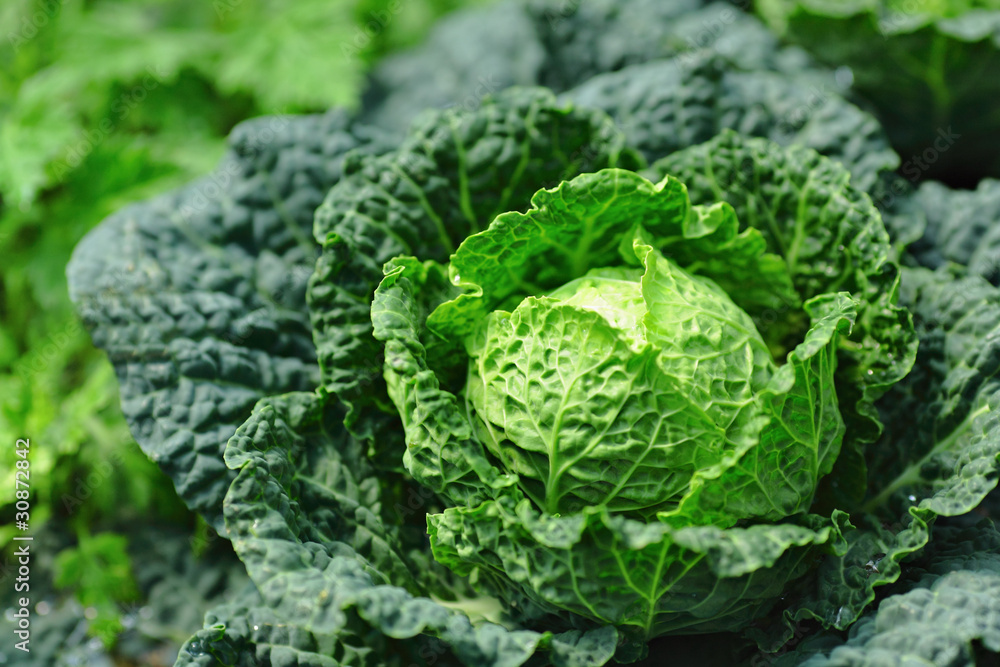 vegetable in field vegetable in field