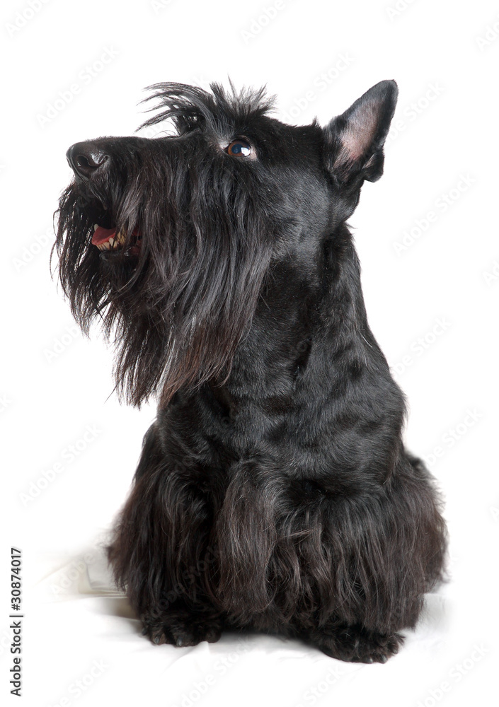 Scottish terrier
