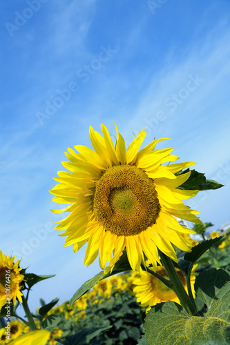 Ripe bright sunflowers grow...