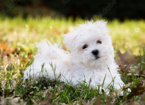 Maltese puppy (2 months old) laying outside