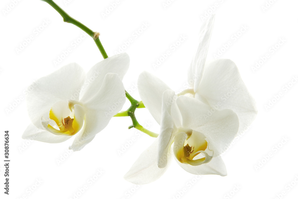 Fototapeta premium lekkie orchidee na białym tle