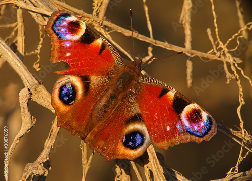 Decadent Butterfly photo