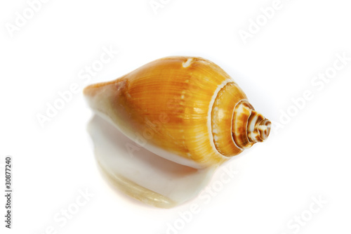 it`s a ocean`s shell from the sea bottom