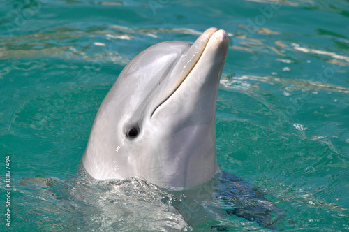 Fototapeta Dolphin Close Up Portrait