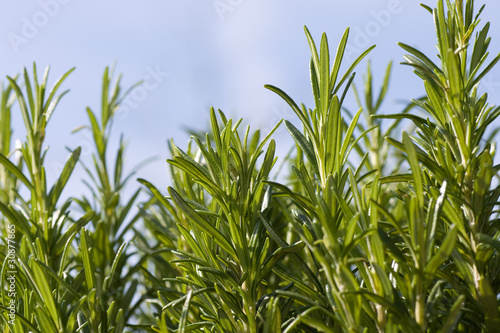 Rosemary close-up