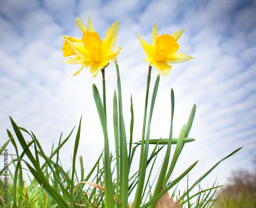 Fototapeta premium jonquille printemps fleur jaune ciel soleil pétale