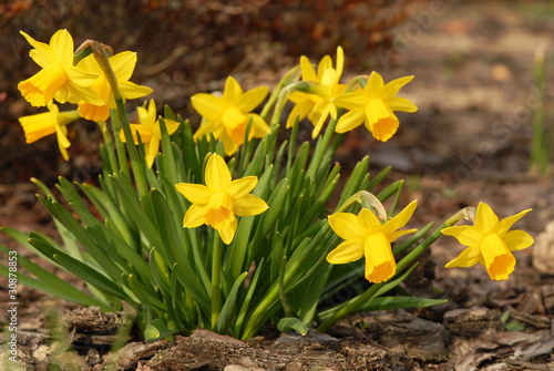 yellow daffodil blooms in spring