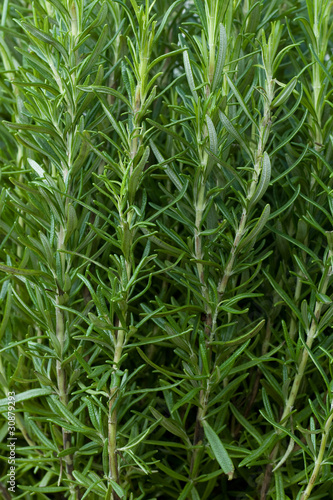 Rosemary bush as background