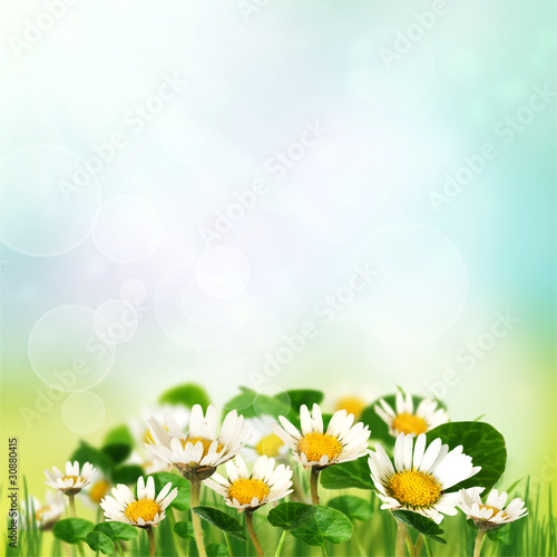 Spring daisies background