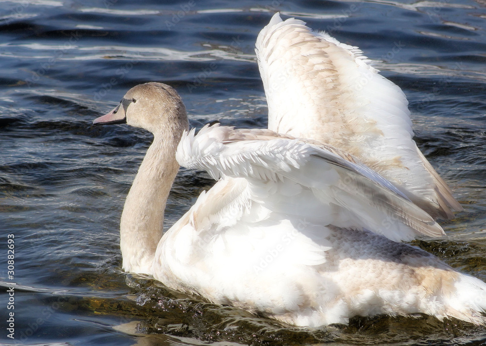 Young Mute Swan fluffing her beautiful wings Young Mute Swan fluffing her beautiful wings