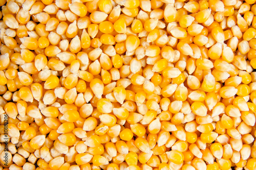 Closeup of dried maise corn photo