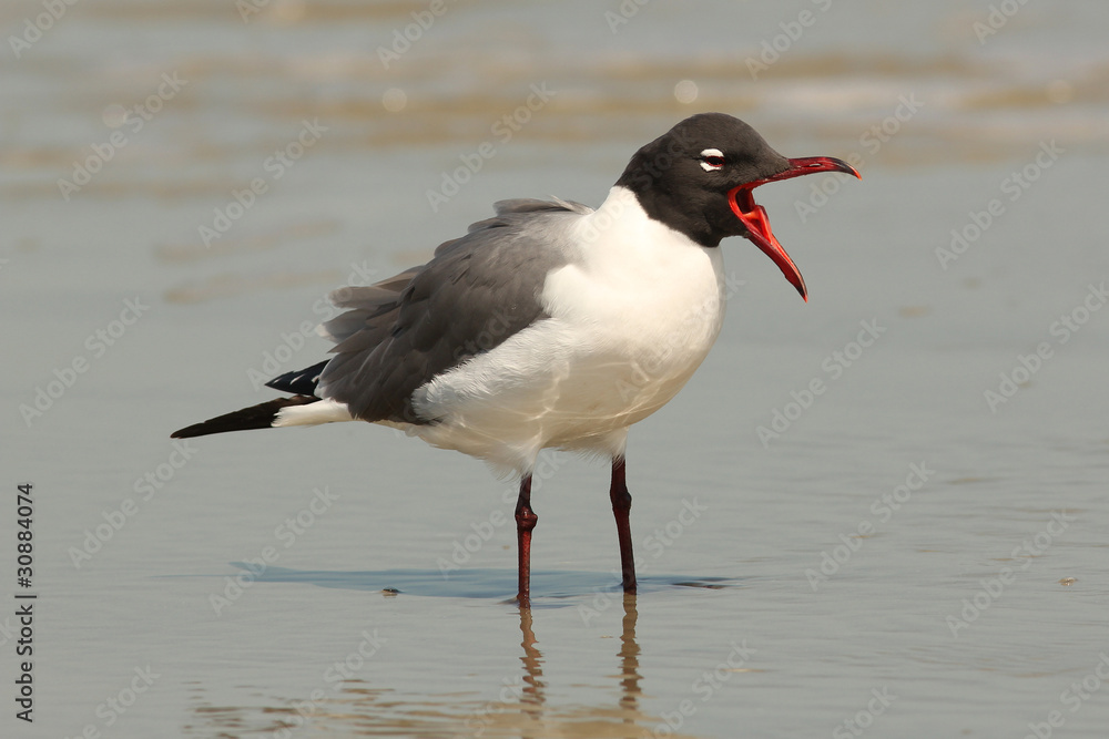 Laughing Gull (Larus atricilla)- Cumberland Island, Georgia Laughing Gull (Larus atricilla)- Cumberland Island, Georgia