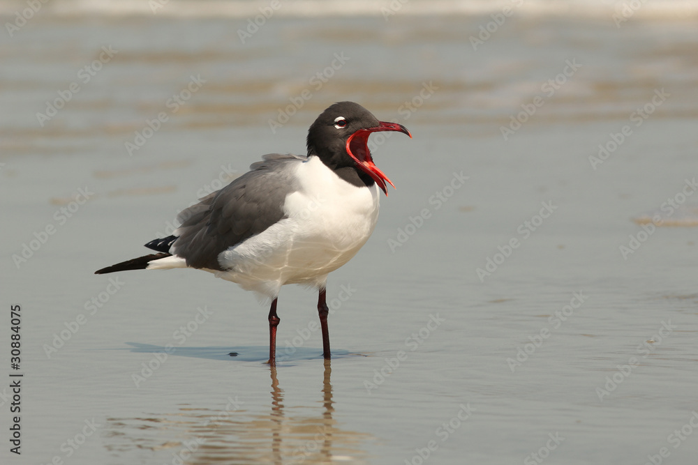 Laughing Gull (Larus atricilla) Calling - Cumberland Island Laughing Gull (Larus atricilla) Calling - Cumberland Island
