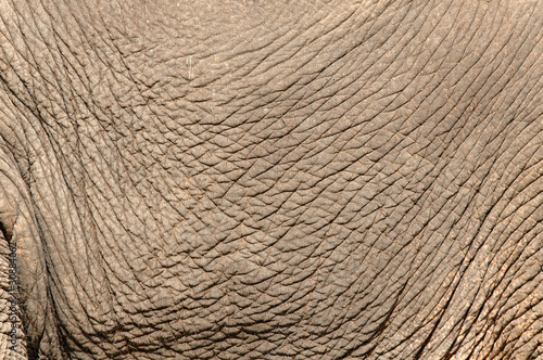 Photography elephant skin