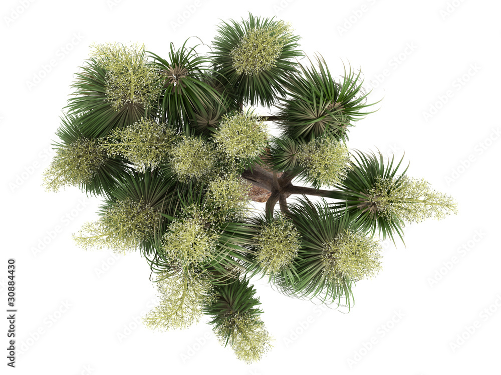 Fototapeta premium Ponytail Palm (Nolina recurvata, Beaucarnea recurvata)